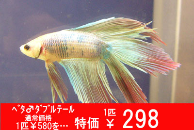 betta-rt-mablegw.jpg