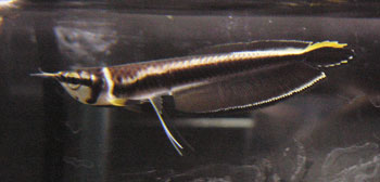 blackarowana05312.jpg