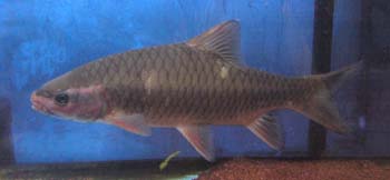 fenixcarp0924.jpg