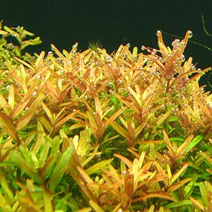 rotala_indica.jpg